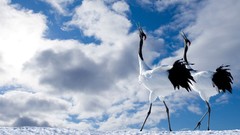 Birds Cranes skyscapes