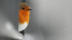Birds depth of field robins