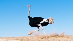 Birds deserts ostrich