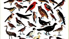 Birds different from Finland pieni