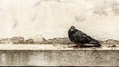 Birds dirt Warsaw Pigeons sad