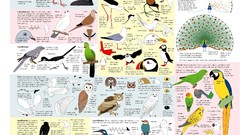 Birds drawings ornithology