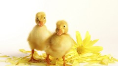 Birds duckling