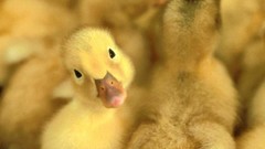 Birds duckling baby birds