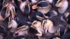 Birds duckling baby birds