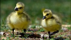 Birds duckling baby birds