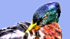 Birds Ducks blue background blurred