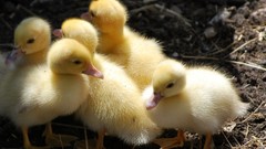 Birds Ducks chicks (chickens) baby birds