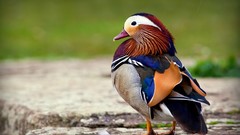 Birds Ducks close-up mandarin duck