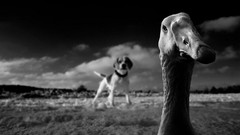 Birds Ducks Dogs grayscale