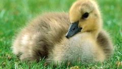 Birds Ducks duckling baby