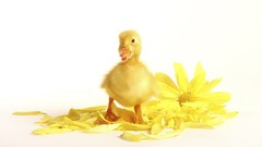 Birds Ducks duckling baby birds