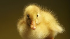 Birds Ducks duckling baby birds