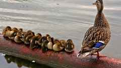 Birds Ducks duckling baby birds