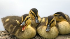 Birds Ducks duckling baby birds