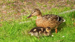 Birds Ducks duckling baby birds