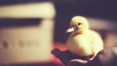 Birds Ducks duckling baby birds