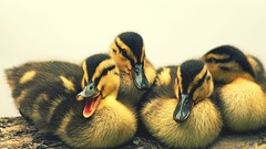 Birds Ducks duckling baby birds