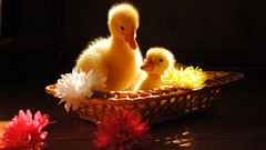 Birds Ducks duckling baskets baby birds
