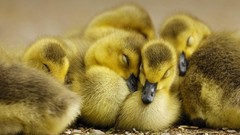 Birds Ducks duckling bing baby birds