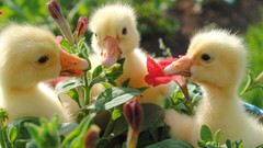 Birds Ducks duckling eating baby birds