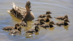 Birds Ducks duckling mallard baby birds