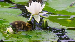 Birds Ducks duckling Water Lilies white flowers baby birds lily 