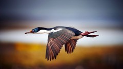 Birds Ducks flying goose blurred background