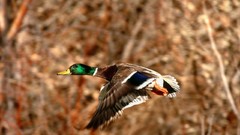 Birds Ducks flying mallard