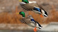 Birds Ducks flying mallard