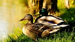 Birds Ducks mallard