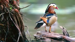 Birds Ducks mandarin duck