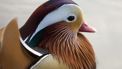 Birds Ducks mandarin mandarin