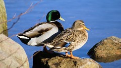 Birds Ducks rocks mallard