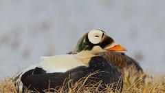 Birds Ducks sleeping