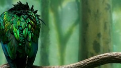 Birds duplicate artwork