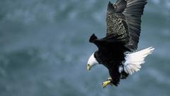 Birds Eagles