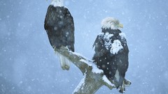 Birds Eagles
