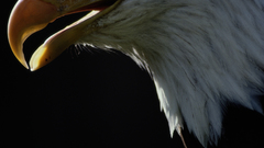 Birds Eagles