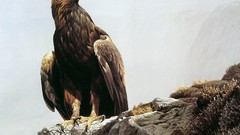 Birds Eagles