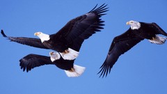 Birds Eagles