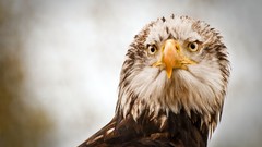 Birds Eagles