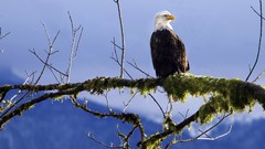 Birds Eagles