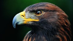 Birds Eagles