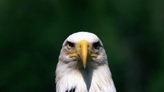Birds Eagles