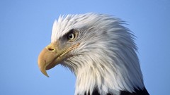 Birds Eagles