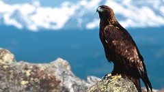 Birds Eagles