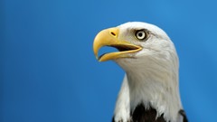 Birds Eagles