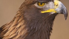 Birds Eagles