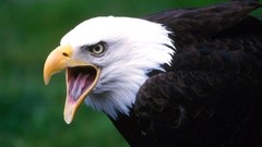 Birds Eagles